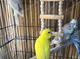 Beautiful young and adult budgies.