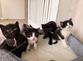 Kittens Available - 4 Looking for Their Forever Homes