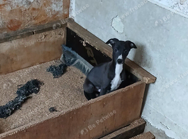 Whippet puppy