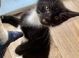 MALE KITTEN READY NOW