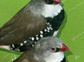 Australian diamond firetails