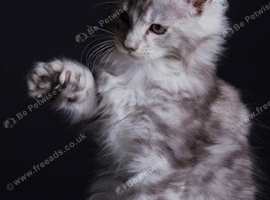 Polydactyl Maine coon girl
