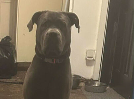 KOA BEAUTIFUL MALE CANE CORSA NEARLY 2 YEARS