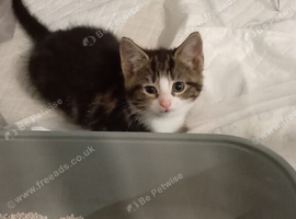 8 week old tabby girl