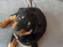 5 CHUNKY ROTTWEILER