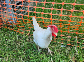 Leghorns