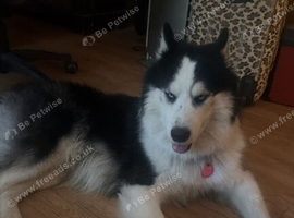 Husky sale