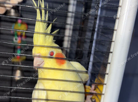 Young cockatiel with cage
