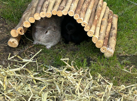 Beautiful bonded boars