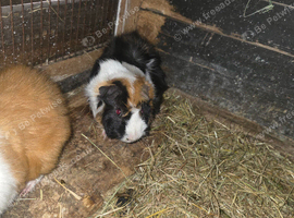 Adult male guinea pigs