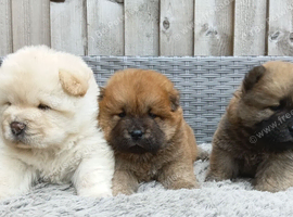 Chow chow puppies for sale