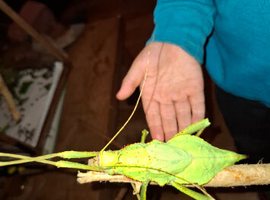 Hepteroptyx dilatata (Jungle nymph) ova