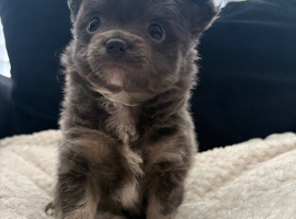 RESERVED Xs tiny silver female chihuahua
