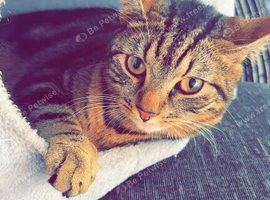 Female tabby cat