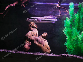 Giant snakehead. Channa Micropeltes.