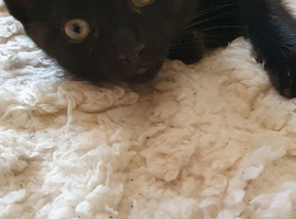 3 Beautiful Siamese-Cross Kittens