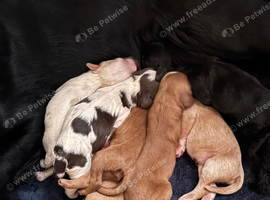 Working cocker spaniel puppies