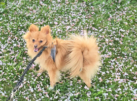 Orange pomeranian female