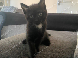 Black British shorthair kittens