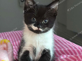 12 weeks old kittens 3 available