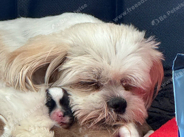 Beautiful litter of Shih Tzu puppies
