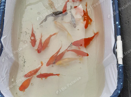 Gold fish