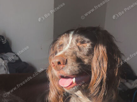 4 Year Old Sprocker