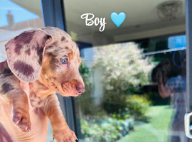 True Kc miniature dachshund puppies