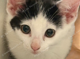 5 kittens- ready now