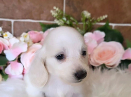 Stunning snow white cream miniature Dachshunds kc registered