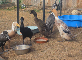 Indian runner ducks