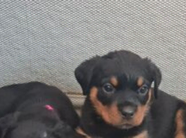 8 rottweiler pups