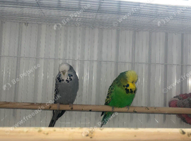 Budgerigars