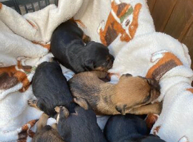 Pups for sale