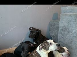Pocket bulls reduced!