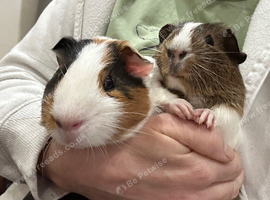 2 x male guinea pigs