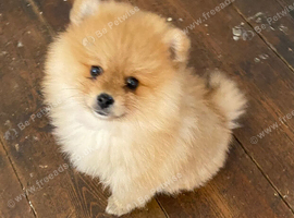 Gorgeous female Pomeranian pup