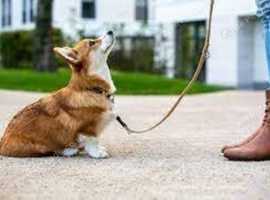 "Trustworthy Dog Walking and Reliable Pet Sitting Services"