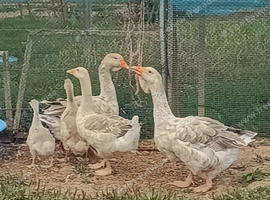 Family Buff Dewlap Toulouse Geese
