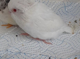 ALBINO parrotlet hen