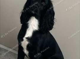 Cocker spaniel dog