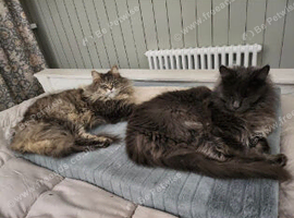 Lucas Grey Maine Coon