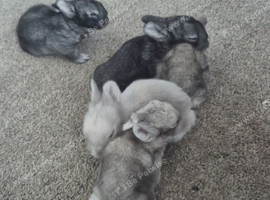 Lionhead/rex kits