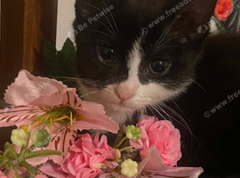Kittens ready now