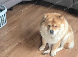 Looking for a Male Chow Chow Stud