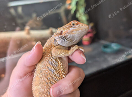 Baby bearded dragon Male