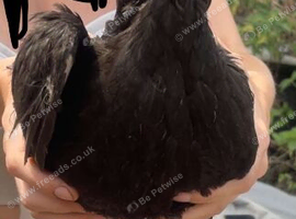 Black mixed breed egg laying chicken