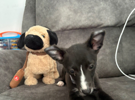Puppy for sale