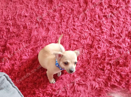 Chihuahua Bambi still. Available