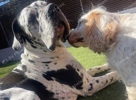 ** STUD ** KC reg Harlequin Great Dane 2 yr